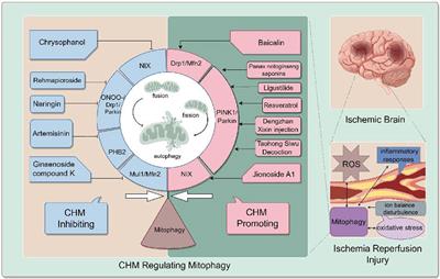 The neuroprotective effect of Chinese herbal medicine for cerebral ischemia reperfusion injury through regulating mitophagy